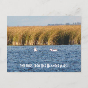 Carte postale du marais d'Oak Hammock