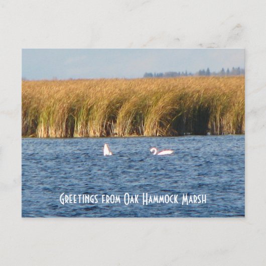 Carte postale du marais d'Oak Hammock (Devant)