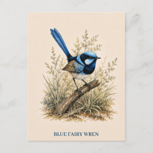 Carte postale du Mérion à dos bleu Édition Bush