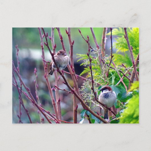 Carte postale du moineau de la maison (Devant)