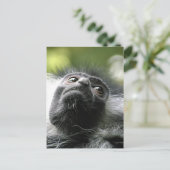 Carte postale du Monkey Colobus Rwanda (Debout devant)