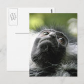 Carte postale du Monkey Colobus Rwanda (Devant / Derrière)