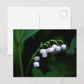Carte postale du muguet (Devant / Derrière)