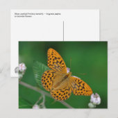 Carte postale du Nacré de la ronce (Devant / Derrière)