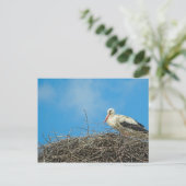 Carte postale du nid de Stork (Debout devant)