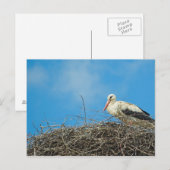 Carte postale du nid de Stork (Devant / Derrière)
