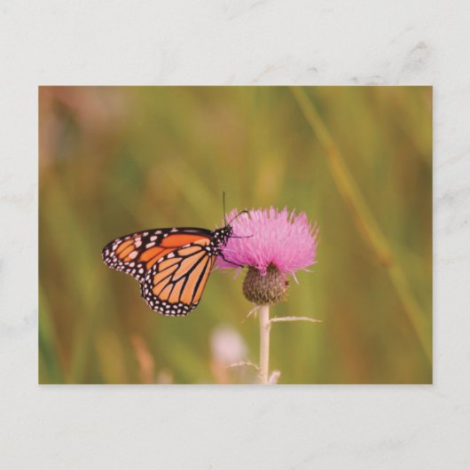 Carte postale du papillon monarque (Devant)