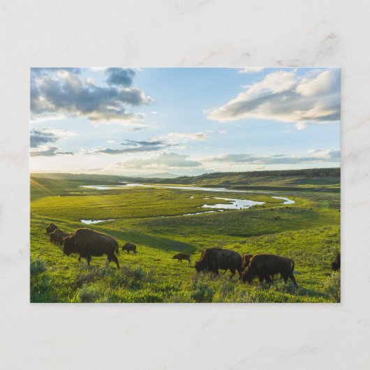 Carte postale du parc national Yellowstone (Devant)