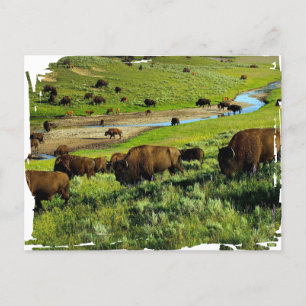 Carte postale du parc national Yellowstone