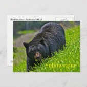 Carte postale du parc national Yellowstone (Devant / Derrière)