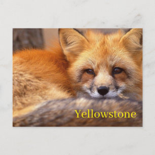 Carte postale du parc national Yellowstone