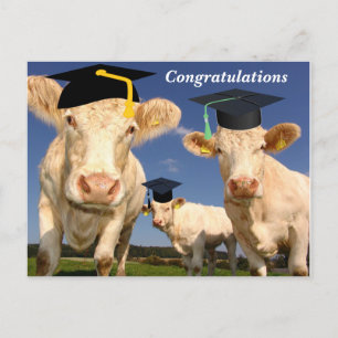 Carte postale du Parti Félicitations Vaches