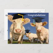 Carte postale du Parti Félicitations Vaches (Devant / Derrière)