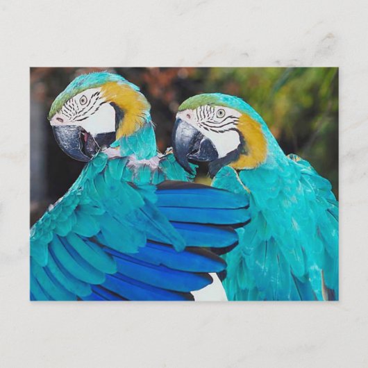 Carte postale du perroquet jumeau (Devant)