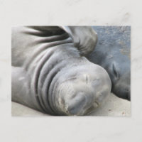 Carte postale du phoque éléphant