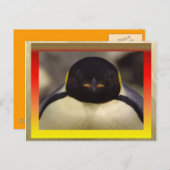 Carte postale du pingouin (Devant / Derrière)