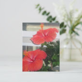 Carte postale du Plante Hibiscus House (Debout devant)