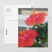 Carte postale du Plante Hibiscus House (Devant / Derrière)