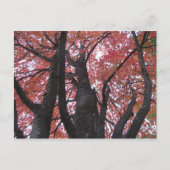 Carte postale du point de vue d'Ali (Devant)