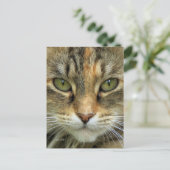 Carte postale du portrait de chat tigré (Debout devant)