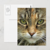 Carte postale du portrait de chat tigré (Devant / Derrière)