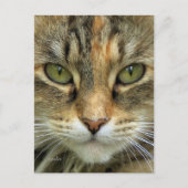Carte postale du portrait de chat tigré (Devant)
