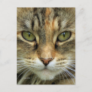 Carte postale du portrait de chat tigré