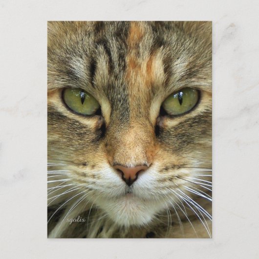Carte postale du portrait de chat tigré (Devant)