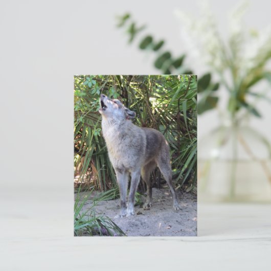 Carte postale du poste-poste de Howling Wolf (Debout devant)