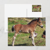 Carte postale du poulain (Devant / Derrière)