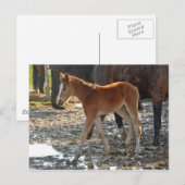 Carte postale du poulain (Devant / Derrière)