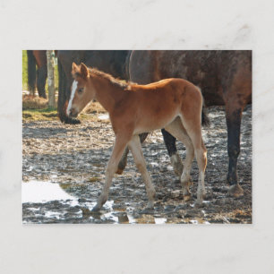 Carte postale du poulain