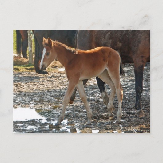 Carte postale du poulain (Devant)