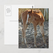 Carte postale du poulain (Devant / Derrière)
