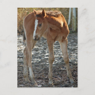 Carte postale du poulain
