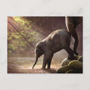Carte postale du premier bain de Baby Elephant