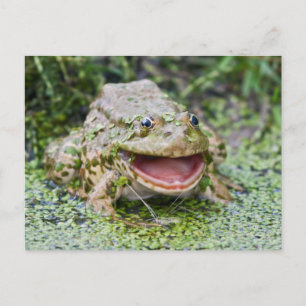Carte postale du Prince Grenouille
