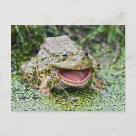Carte postale du Prince Grenouille (Devant)