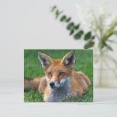 Carte postale du renard roux (Debout devant)