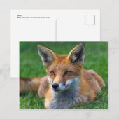 Carte postale du renard roux (Devant / Derrière)