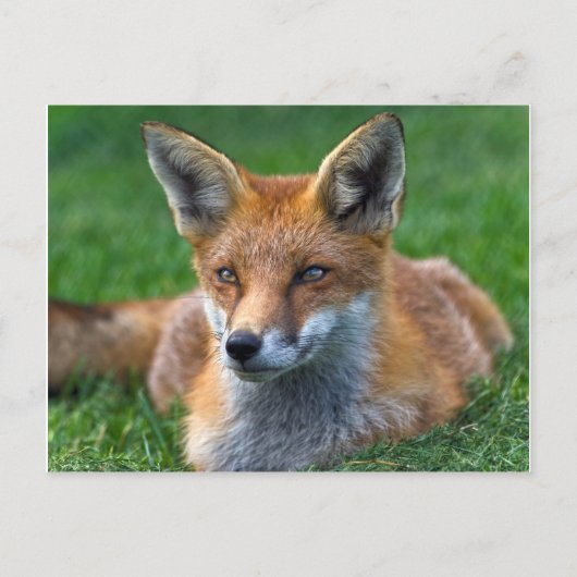 Carte postale du renard roux (Devant)