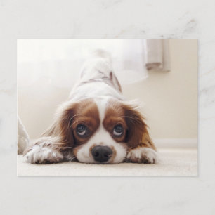 Carte postale du roi Charles Cavalier Spaniel ador