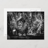 Carte postale du roi de la jungle (Devant / Derrière)