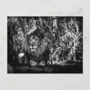 Carte postale du roi de la jungle