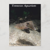 Carte postale du Tennessee Aquarium Cuttlefish (Devant)