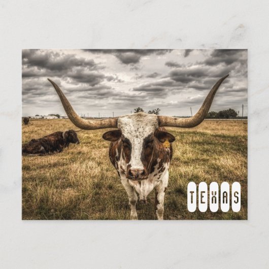 Carte postale du Texas Longhorn (Devant)