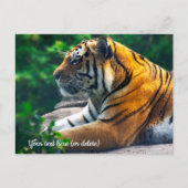 Carte postale du tigre de l'Amour (Devant)