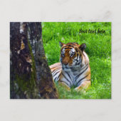 Carte postale du tigre de l'Amour (Devant)