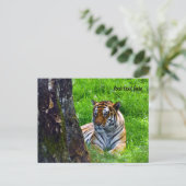 Carte postale du tigre de l'Amour (Debout devant)