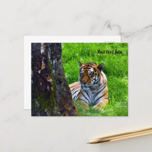 Carte postale du tigre de l'Amour